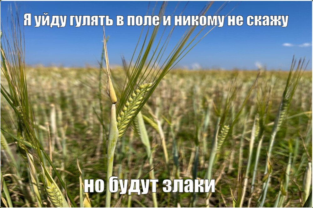 Мем Я уйду гулять в поле и никому не скажу но будут злаки №281970